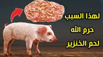 “إزاي عايش دا كله ومتعرفش”!!…تعرف علي أسباب تحريم أكل لحم الخنزير في الإسلام والأديان الأخري!!