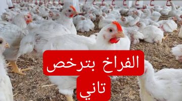 الفراخ بترخص تاني.. انخفاض ملحوظ يضرب اسعار الفراخ اليوم الخميس 29فبراير