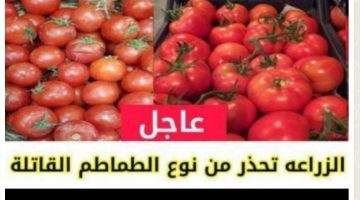 «عاااجل طماطم سامة بالاسواق» .. نوع من الطماطم السامة بالأسواق تحذر منه وزارة الصحة ووزارة الزراعة!!