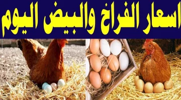 بورصة الدواجن اليوم.. أسعار الفراخ والبيض اليوم الأربعاء 21 فبراير بالأسواق