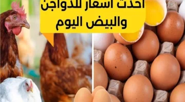 الفرخة بكام حالًا؟.. أسعار الدواجن وكراتين البيض اليوم الأحد 25 فبراير بالأسواق