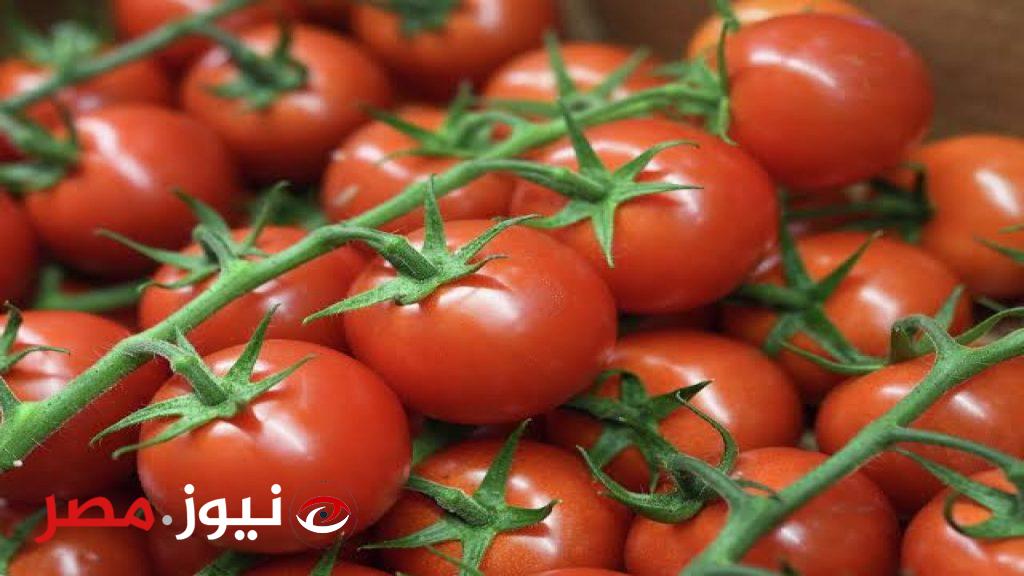 فيها سم قاتل..!!؟ وزارة الصحة تحذر من شراء هذا النوع من الطماطم من السوق... قد يسبب الوفاة.. حافظي على سلامة أطفالك